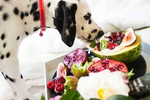 What Is Food Intolerance in Pets? A Complete Guide